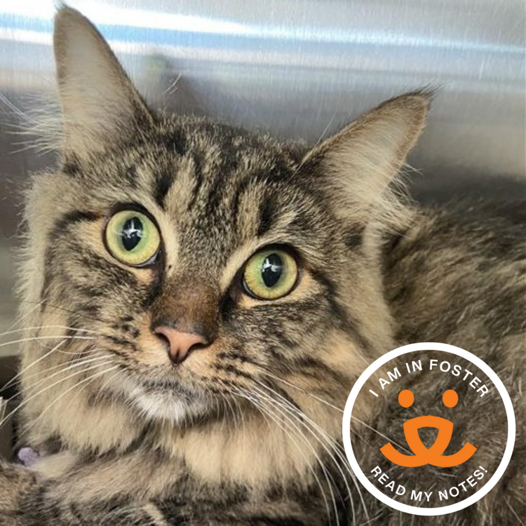 Bayonetta - Domestic Longhair