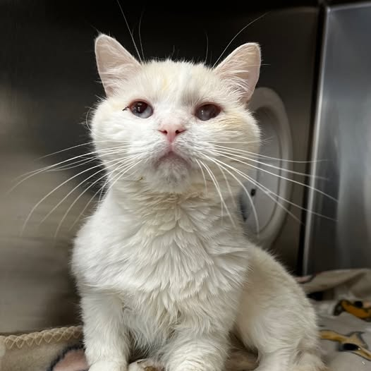 Snowball - Domestic Medium Hair