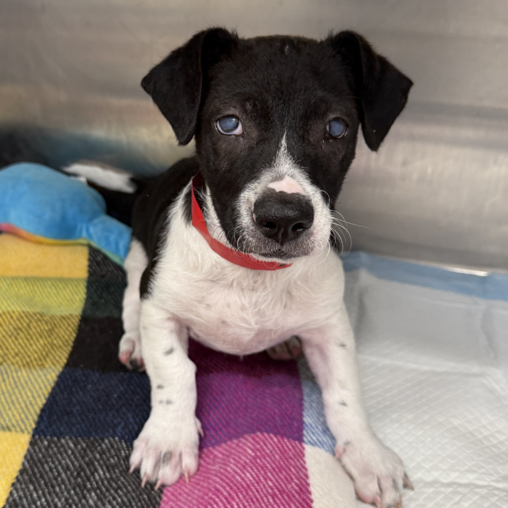 Tracer - Terrier/Mix