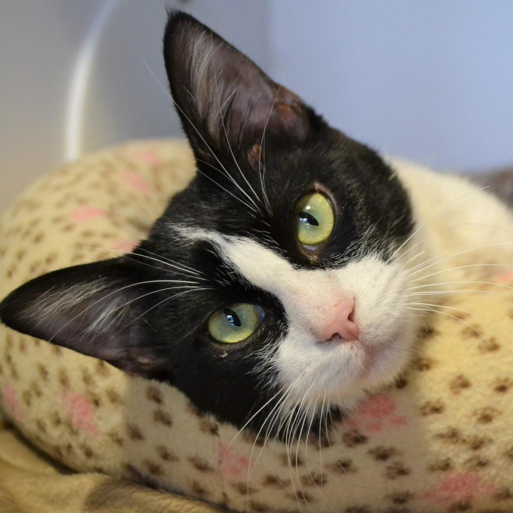 Monstera - Domestic Shorthair