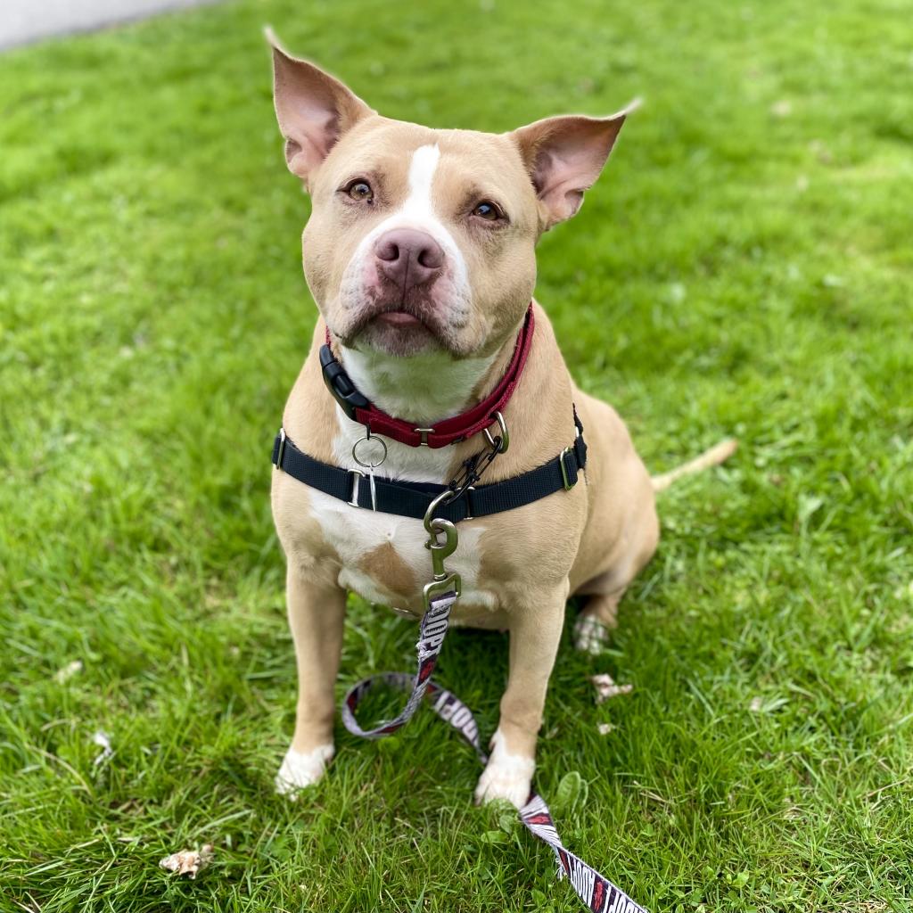 Duchess - Mixed Breed (Large)