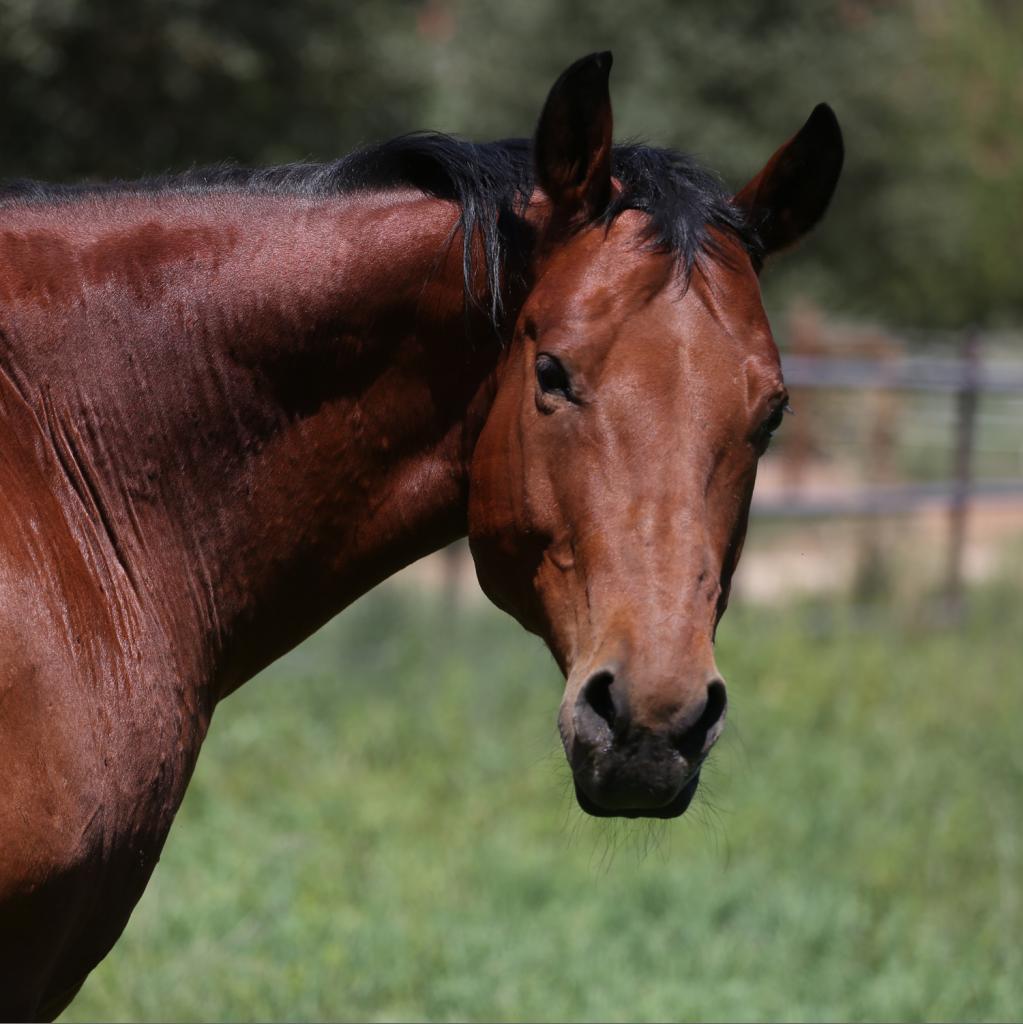 Lucky - Quarter Horse
