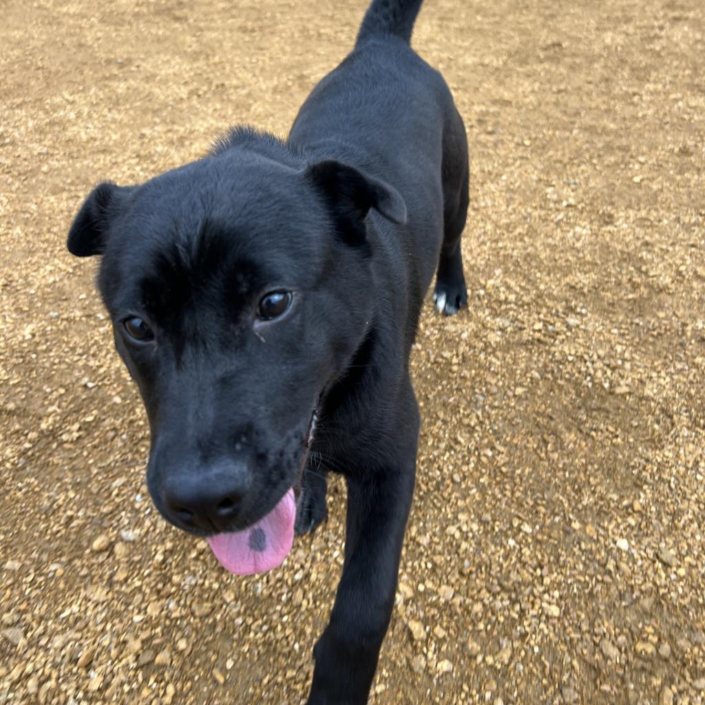 Minnie - Mixed Breed (Medium)/Mix