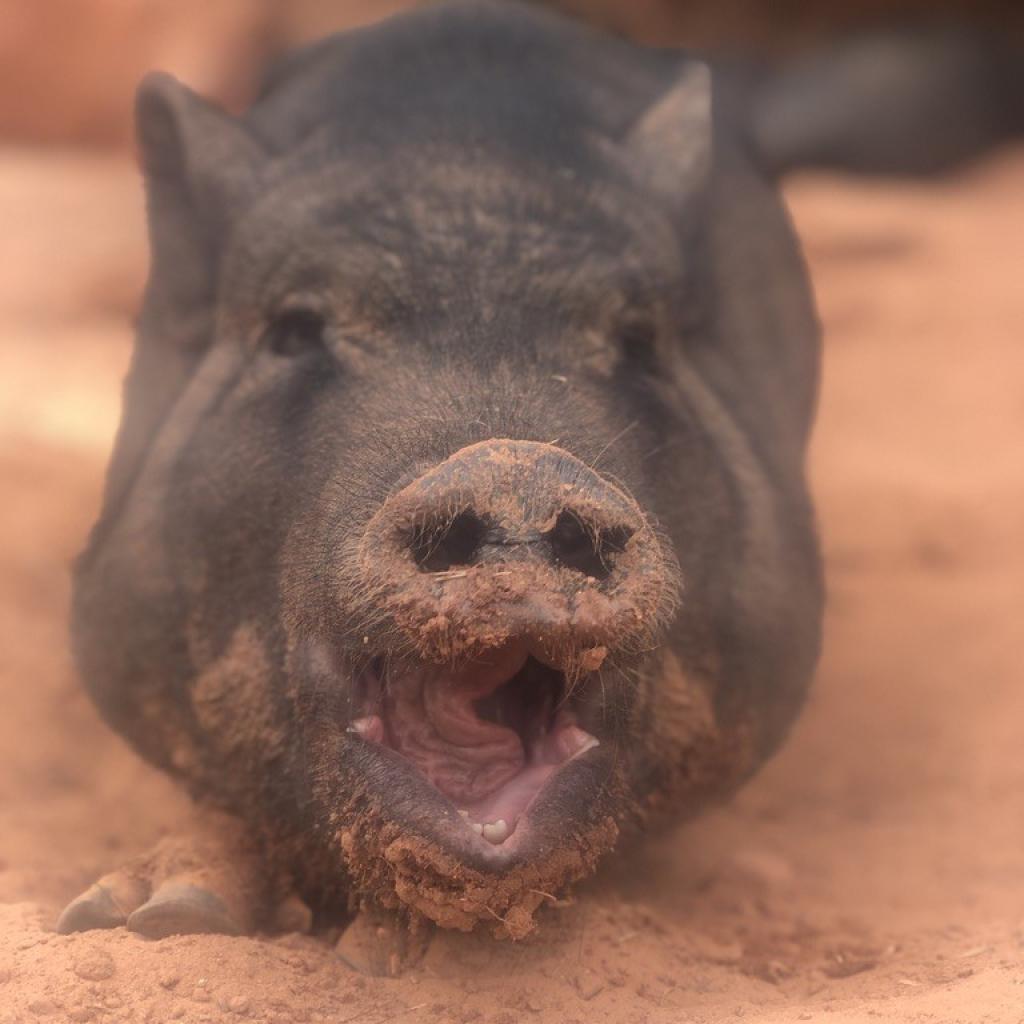 Adoptable Female Female