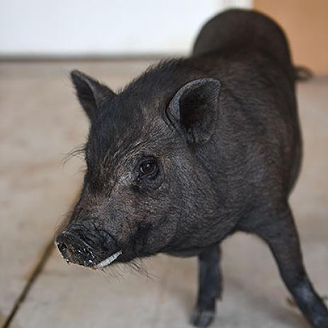 Adoptable Female Female