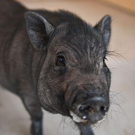 Adoptable Female Female