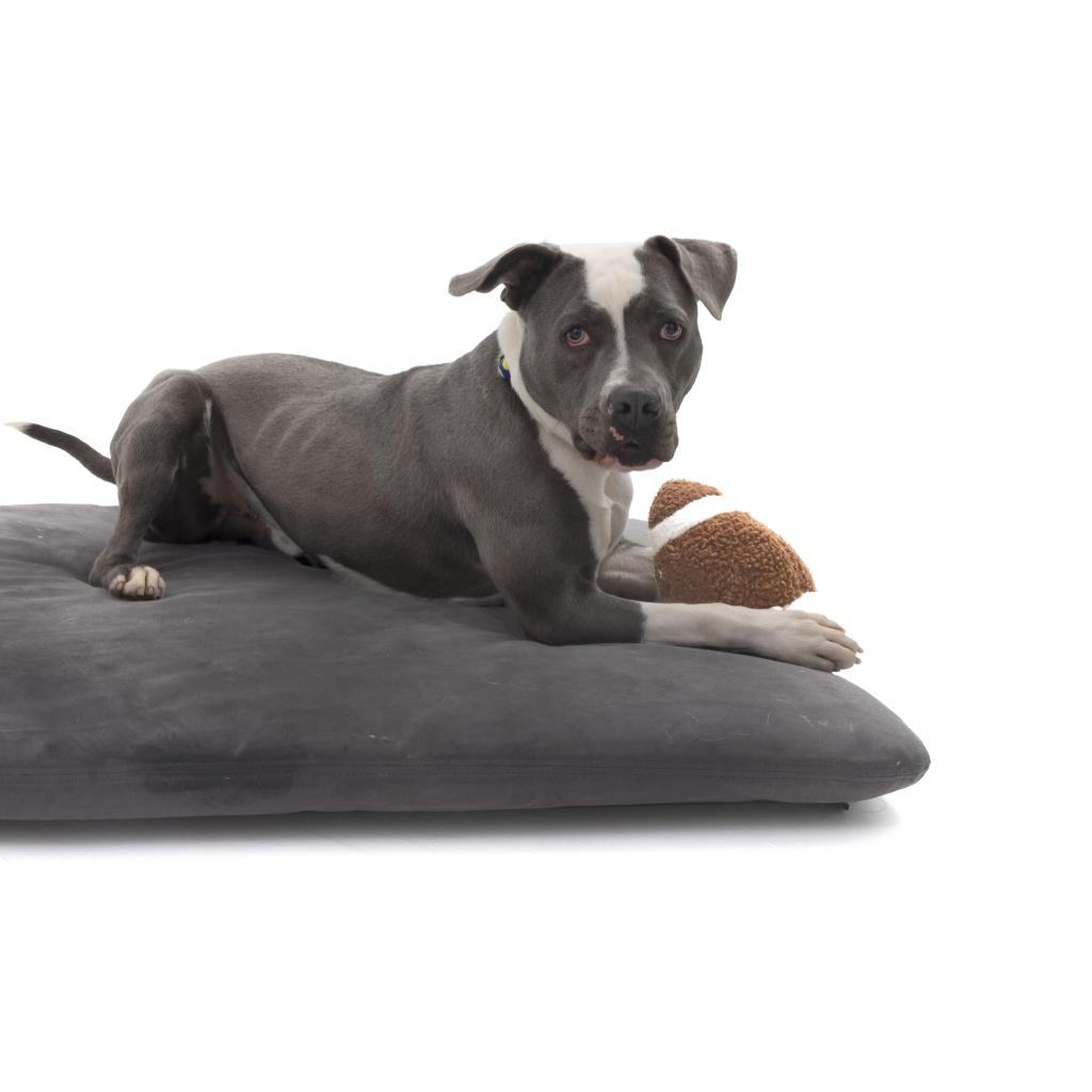 Atlas - Terrier, American Pit Bull/Mix