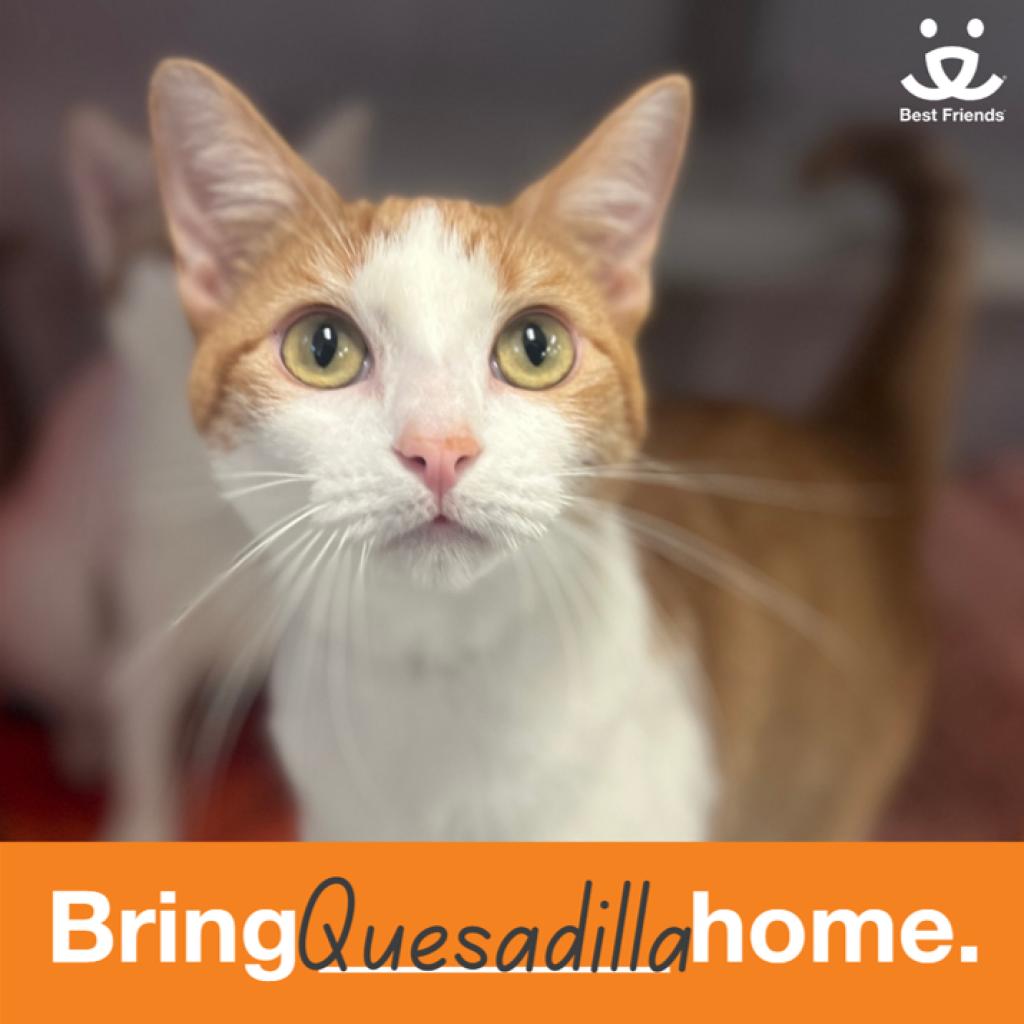 Quesadilla - Domestic Shorthair