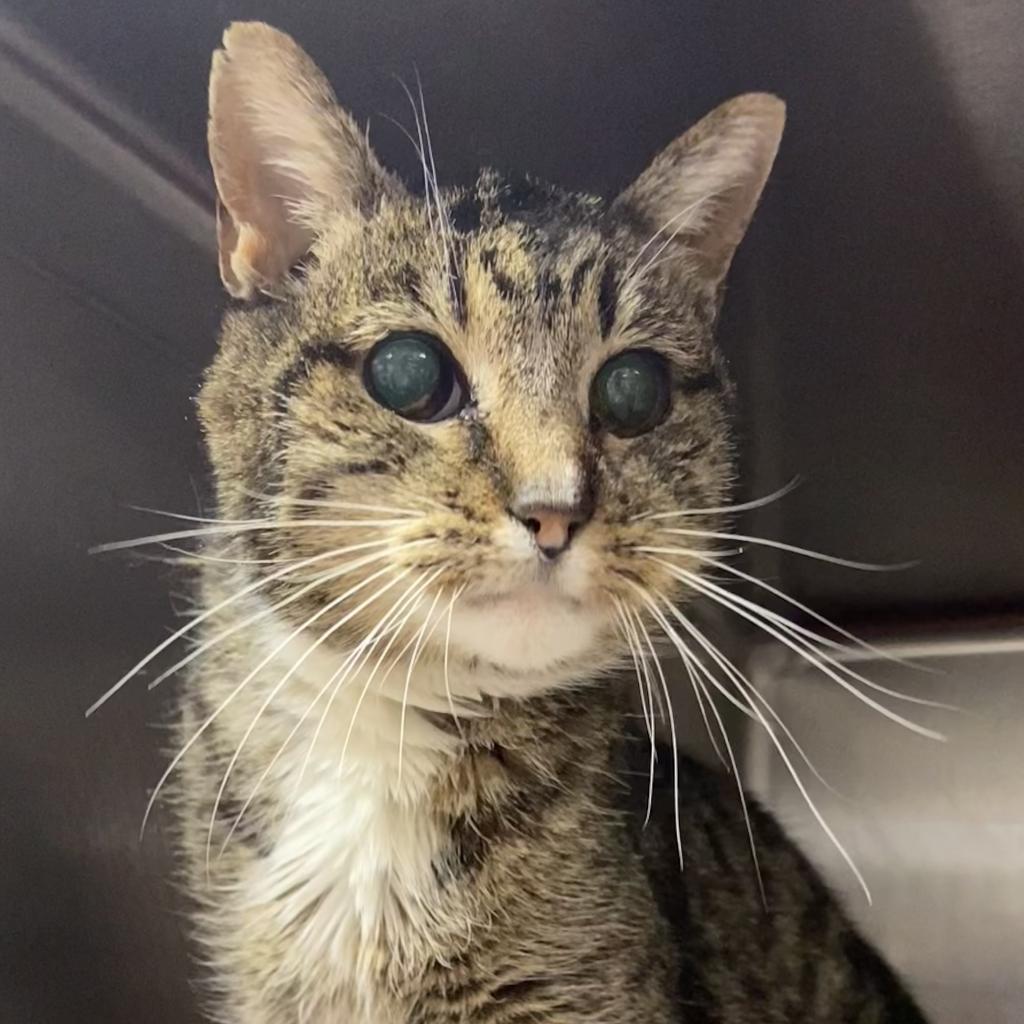 Sylvie - Domestic Shorthair