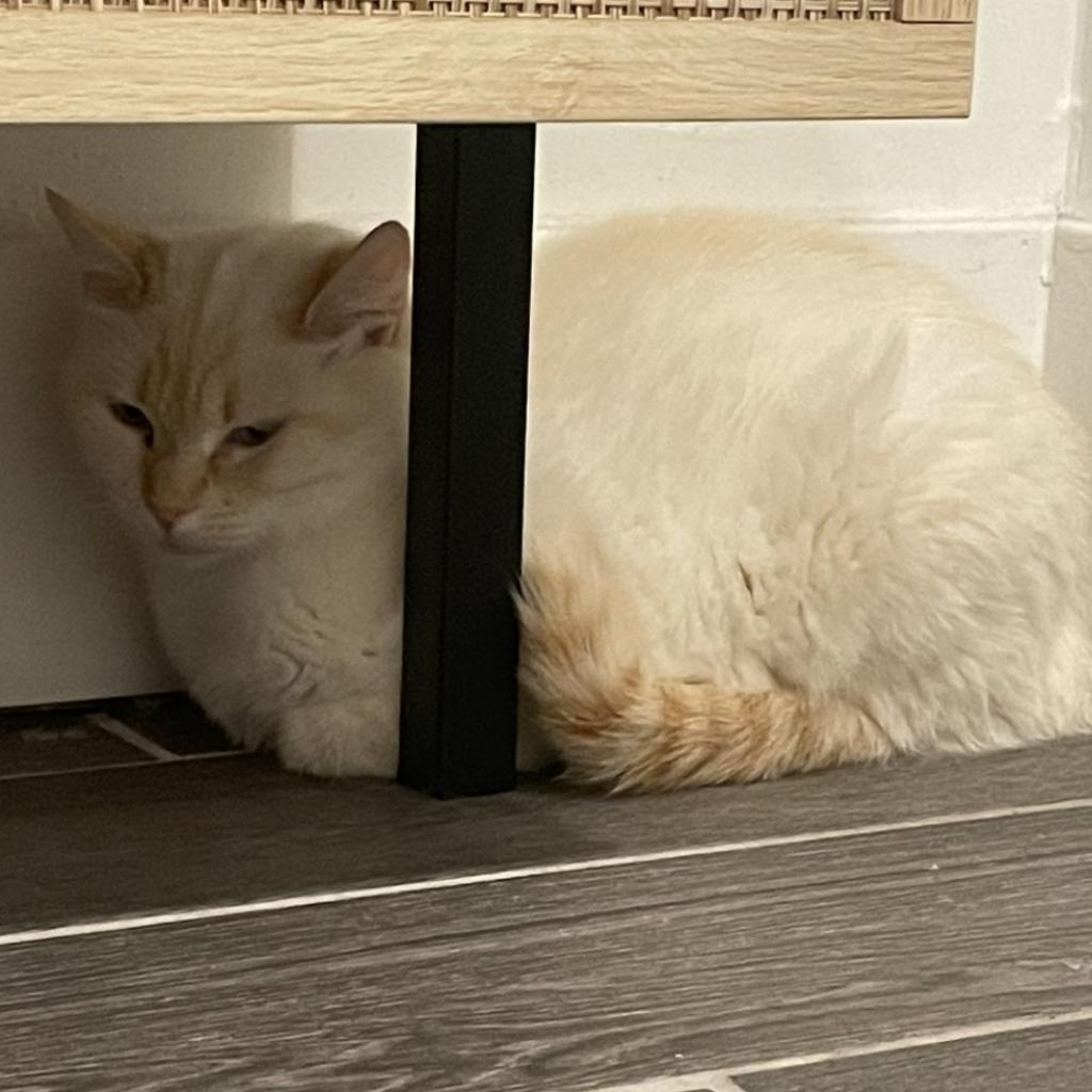 Lupita - Domestic Shorthair