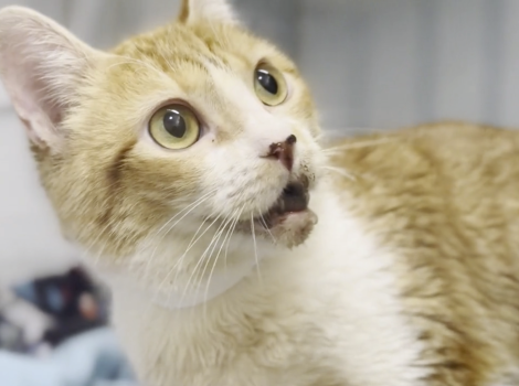 Profile of Clementine the cat, showing her broken jaw