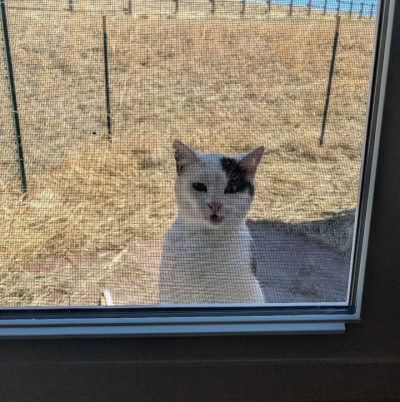 Black and white cat looking inside through a screened window