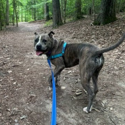 Happy brindle and white dog outside in the woods on a blue leash and harness