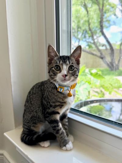 Sarah the kitten beside a window