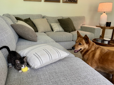 Sarah the kitten playing with Echo the dog