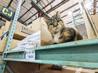 Cat sitting in warehouse among boxes